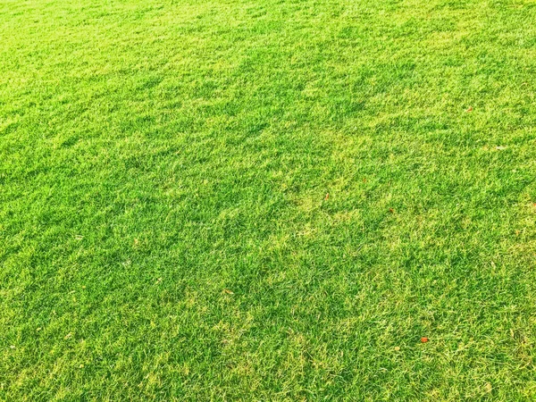 緑の芝生を背景に — ストック写真