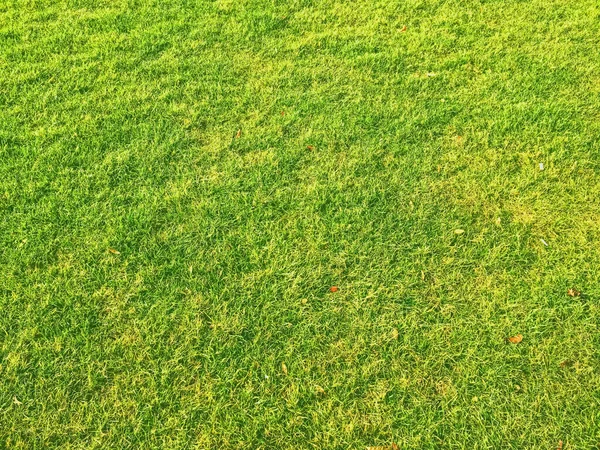 Grön gräsmatta som bakgrund — Stockfoto
