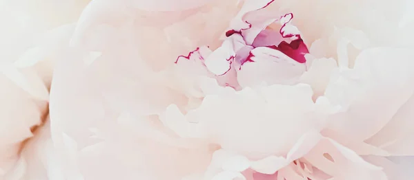 연휴 브랜드를 위한 추상적 인 꽃 배경으로서 핑크 페노 꽃 — 스톡 사진