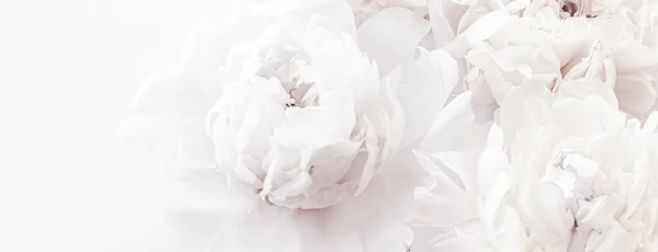 Flores de peônia branca pura como fundo de arte floral, decoração de casamento e branding de luxo — Fotografia de Stock
