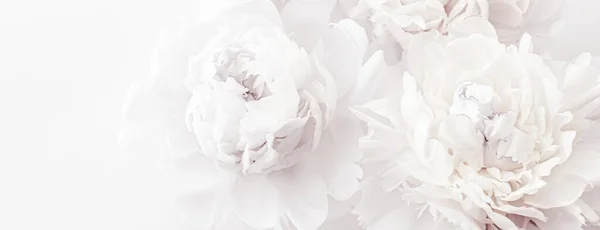 Çiçekli sanat arka planı olarak saf beyaz şakayık çiçekleri, düğün dekorları ve lüks markalar. — Stok fotoğraf