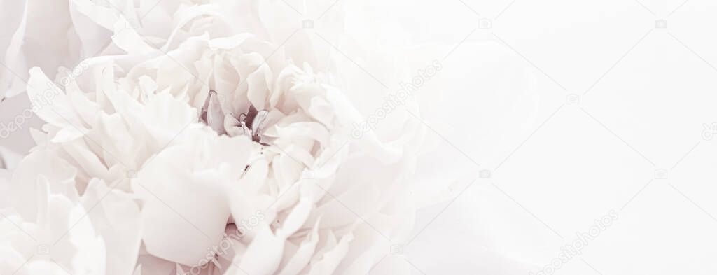 Pure white peony flowers as floral art background, wedding decor and luxury branding