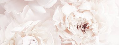 Çiçek açan fındık çiçekleri çiçek gibi arka planda, düğün dekoru ve lüks markalaşma