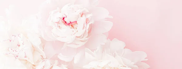 Flores de peônia em flor como arte floral em fundo rosa, flatlay casamento e marca de luxo — Fotografia de Stock