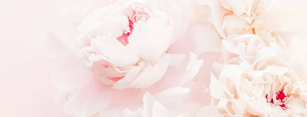 Παιώνια λουλούδια ανθισμένα ως floral art σε ροζ φόντο, γαμήλια flatlay και πολυτελή branding — Φωτογραφία Αρχείου