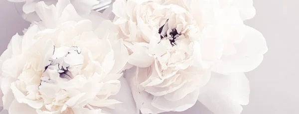 艳丽的牡丹花朵作为花卉艺术，具有紫罗兰背景，婚纱装饰和奢侈的品牌形象 — 图库照片