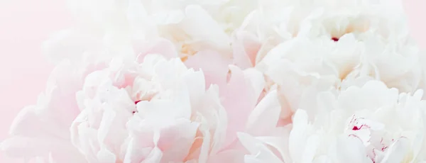 Weiße Pfingstrosenblüten als florale Kunst auf rosa Hintergrund, Hochzeitsflatlay und Luxus-Branding — Stockfoto