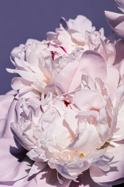 Şakayık çiçekleri lüks bir çiçek sanatı geçmişi, düğün dekorasyonu ve etkinlik markası olarak.