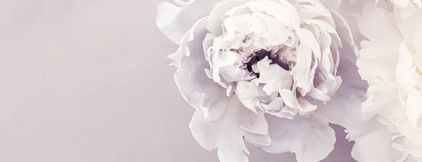 Flores de peônia florescendo como arte floral em fundo violeta, decoração de casamento e marca de luxo — Fotografia de Stock