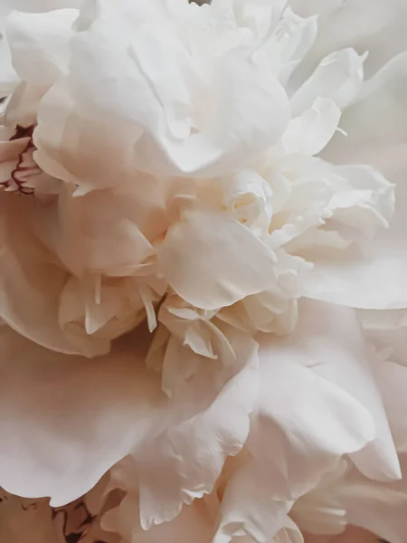 休日のブランディングのための抽象的な花の背景としてベージュ牡丹の花 — ストック写真