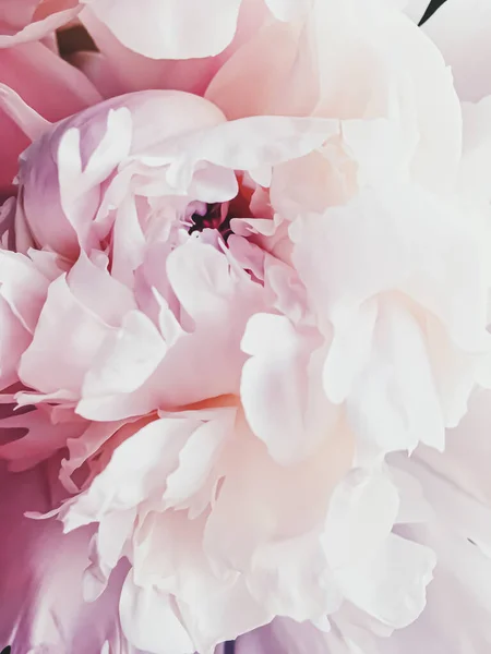 Рожева квітка півонії як абстрактний квітковий фон для святкового брендингу — стокове фото