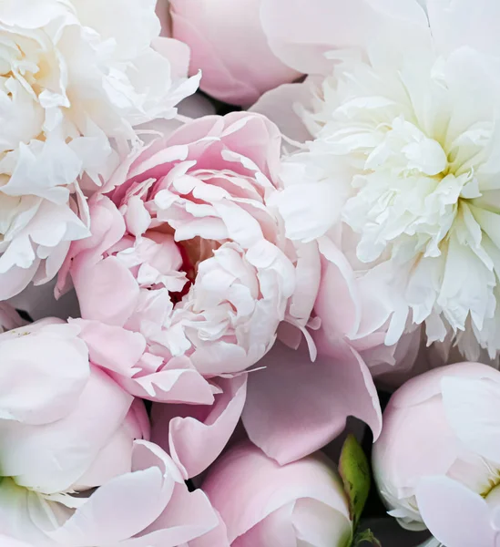 Blooming peony flowers as floral art background, botanical flatlay and luxury branding — Stock Photo, Image