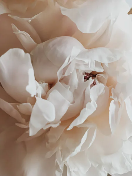 축일 브 랜딩을 위한 추상적 인 꽃 배경으로서의 베이지 조랑말 꽃 — 스톡 사진