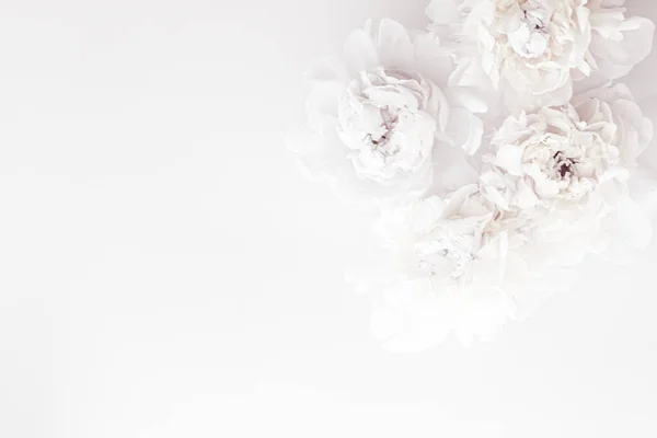 Flores de peônia branca pura como fundo de arte floral, decoração de casamento e branding de luxo — Fotografia de Stock