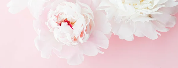 Λευκά λουλούδια παιώνιας ως floral τέχνη σε ροζ φόντο, flat lay γάμου και πολυτελή branding — Φωτογραφία Αρχείου