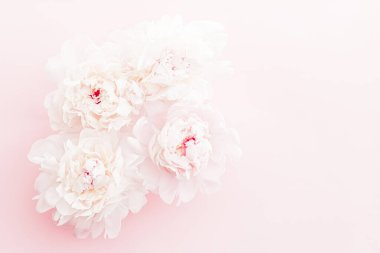 Çiçek açan şakayık çiçekleri pembe arka planda çiçek gibi, düğün çiçekleri ve lüks markalar.