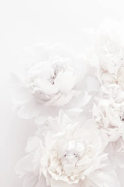 Čistě bílé pivoňkové květy jako květinové umění pozadí, svatební výzdoba a luxusní značkování — Stock fotografie