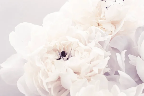 Ανθισμένα λουλούδια παιώνιας ως floral art σε βιολετί φόντο, διακόσμηση γάμου και πολυτελή branding — Φωτογραφία Αρχείου