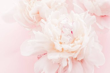 Çiçek açan şakayık çiçekleri pembe arka planda çiçek gibi, düğün çiçekleri ve lüks markalar.