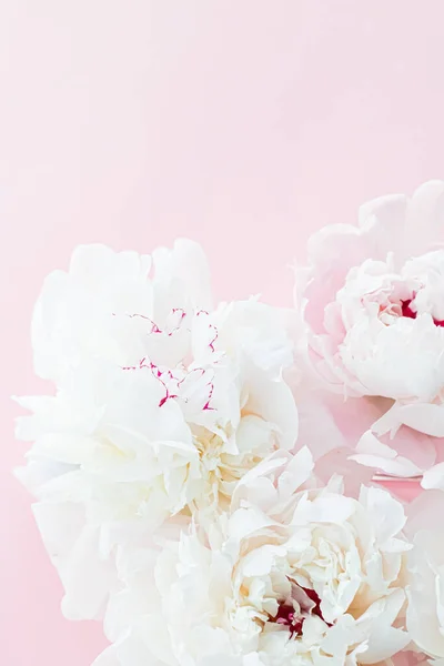 Beyaz şakayık çiçekleri pembe arka planda çiçek sanatı, düğün düzlüğü ve lüks markalaşma — Stok fotoğraf