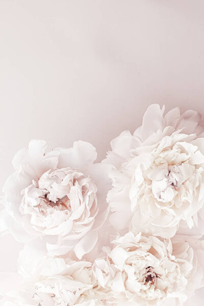 Pastel peony flowers in bloom as floral art background, wedding decor and luxury branding