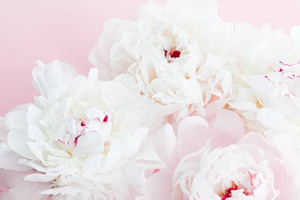 Weiße Pfingstrosenblüten als florale Kunst auf rosa Hintergrund, Hochzeitsflatlay und Luxus-Branding — Stockfoto