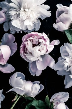 Çiçekli sanat arka planı olarak pastel şakayık çiçekleri, botanik düzlükler ve lüks markalar