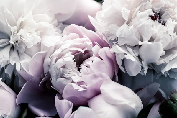 Pastellfarbene Pfingstrosenblüten als floraler Kunsthintergrund, botanische Flatlay und Luxus-Branding — Stockfoto