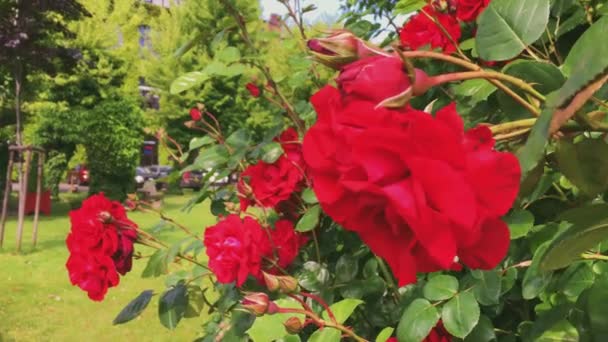 Yeşil botanik bahçesinde yabani kırmızı güller, çiçek açan çiçekler, doğa ve çiçek — Stok video