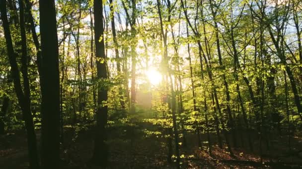 Słońce świeci przez wierzchołki drzew w krajobrazie lasu, zielone liście o zachodzie słońca, środowisko naturalne i przyroda — Wideo stockowe