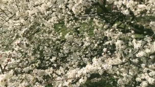 Yeşil botanik bahçesinde çiçek açan elma ağacı, çiçek açan beyaz çiçekler, doğa ve çiçek. — Stok video