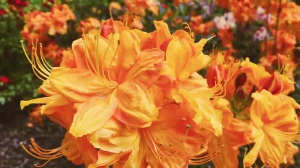 夏の庭には橙色の花を咲かせ、花や自然を咲かせます。 — ストック動画