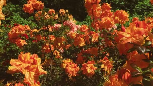 Flores naranjas florecen en el jardín de verano, flores en flor, flores y naturaleza — Vídeos de Stock