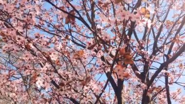 İlkbaharda çiçek açan elma ağacı ve mavi gökyüzü, çiçek açan pembe çiçekler, çiçek ve doğa.