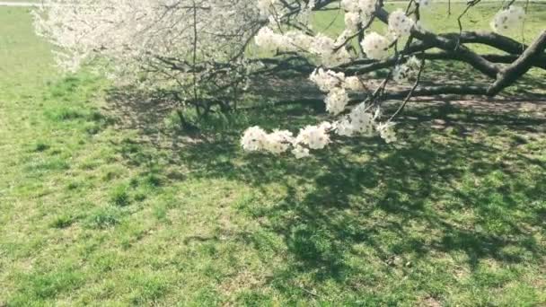 Kwitnące jabłoń w zielonym ogrodzie botanicznym, białe kwiaty w rozkwicie, natura i kwiaty — Wideo stockowe
