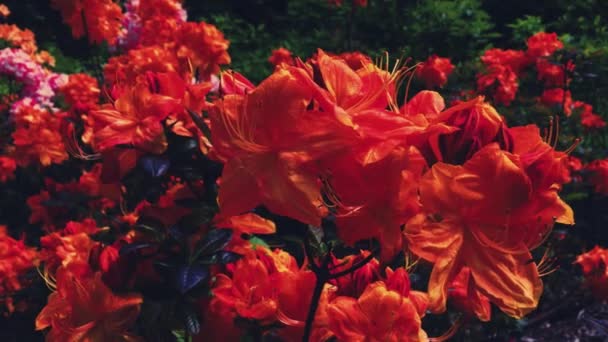 Flores rojas florecen en el jardín de verano, flores en flor, flores y naturaleza — Vídeos de Stock