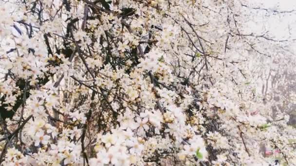 Pommier en fleurs dans un jardin botanique vert, fleurs blanches en fleurs, nature et fleurs — Video