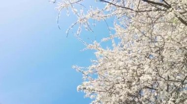 İlkbaharda çiçek açan elma ağacı ve mavi gökyüzü, çiçek açan beyaz çiçekler, çiçek ve doğa