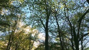 Orman manzarasında ağaçların tepelerinde güneş parlar, günbatımında yeşil yapraklar, doğal çevre ve doğa