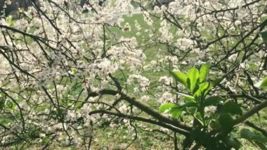 Yeşil botanik bahçesinde çiçek açan elma ağacı, çiçek açan beyaz çiçekler, doğa ve çiçek.