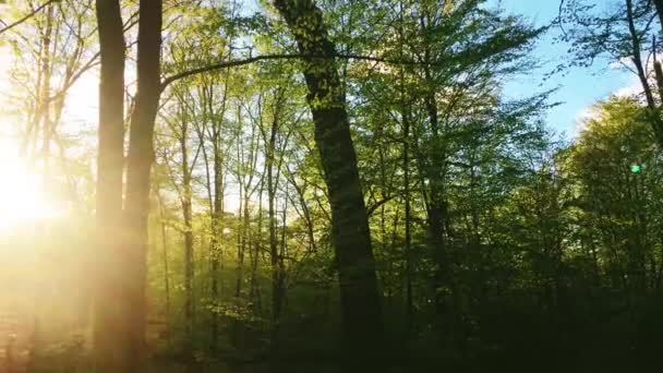 Sole splende attraverso cime di alberi nel paesaggio forestale, fogliame verde al tramonto, ambiente naturale e natura — Video Stock
