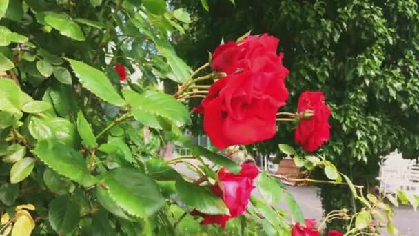 Dzikie kwitnące czerwone róże w zielonym ogrodzie botanicznym, kwiaty w rozkwicie, natura i kwiaty — Wideo stockowe
