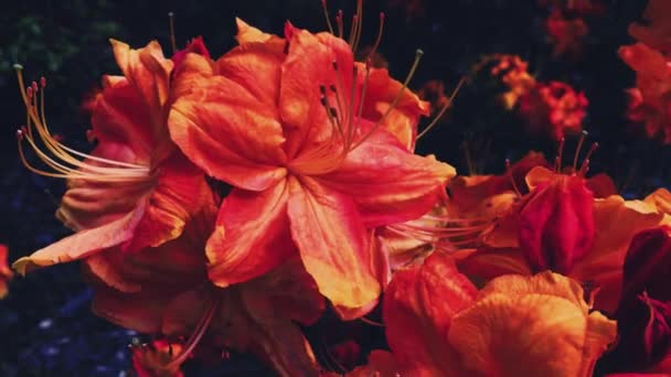 Röda blommor blommar i sommarträdgården, blommor i blom, blommor och natur — Stockvideo