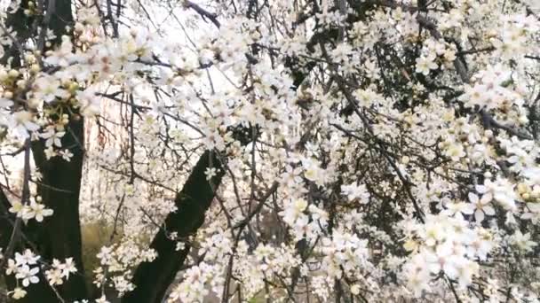 Blühender Apfelbaum im grünen botanischen Garten, weiße Blumen in voller Blüte, Natur und Blumen — Stockvideo
