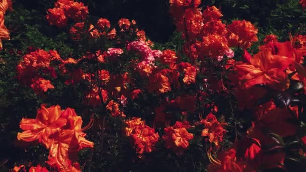 Flores rojas florecen en el jardín de verano, flores en flor, flores y naturaleza — Vídeos de Stock