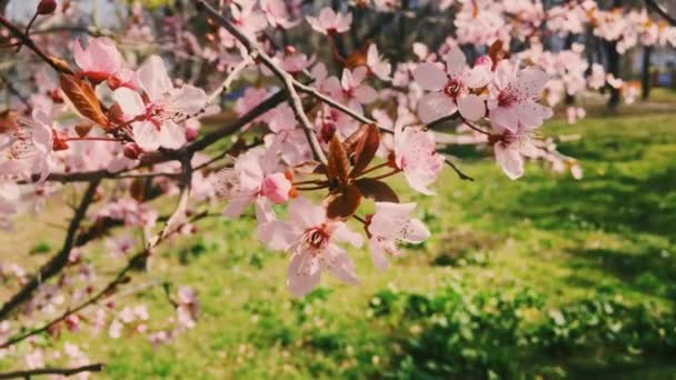 Bloeiende appelboom in groene botanische tuin, roze bloemen in bloei, natuur en bloemen — Stockvideo