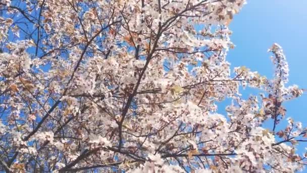 Virágzó almafa és kék ég tavasszal, rózsaszín virágok virágos, virágos és természet — Stock videók