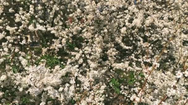 Manzano floreciente en jardín botánico verde, flores blancas en flor, naturaleza y flores — Vídeos de Stock