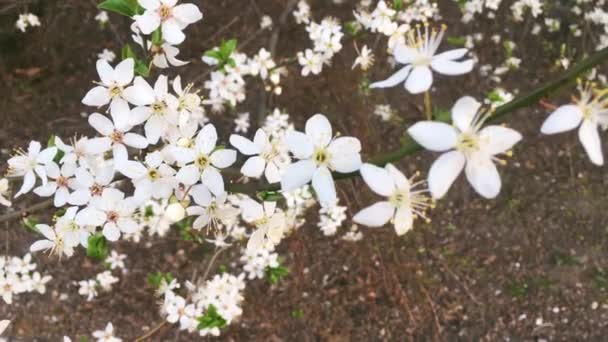 在绿树成荫的植物园里盛开的苹果树，盛开的白花，大自然和花朵 — 图库视频影像