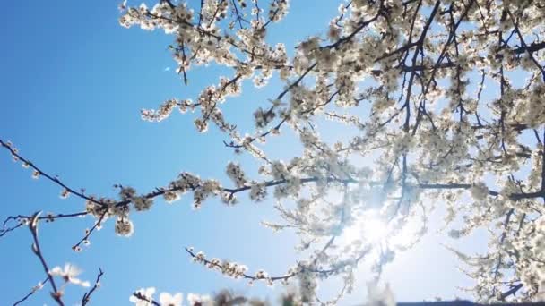 İlkbaharda çiçek açan elma ağacı ve mavi gökyüzü, çiçek açan beyaz çiçekler, çiçek ve doğa — Stok video